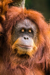 Orangutans are great apes native to the rainforests of Indonesia and Malaysia. They are now found...