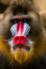 The mandrill (Mandrillus sphinx) is a large Old World monkey native to west central Africa. It is...