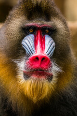 The mandrill (Mandrillus sphinx) is a large Old World monkey native to west central Africa. It is one of the most colorful mammals in the world