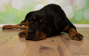Fototapeta premium black and tan rottweiler puppy dog lying down looking at camera
