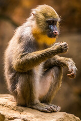 Fototapeta premium The mandrill (Mandrillus sphinx) is a large Old World monkey native to west central Africa. It is one of the most colorful mammals in the world