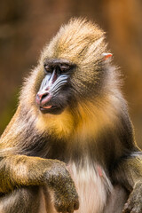 The mandrill (Mandrillus sphinx) is a large Old World monkey native to west central Africa. It is one of the most colorful mammals in the world