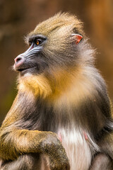 The mandrill (Mandrillus sphinx) is a large Old World monkey native to west central Africa. It is...
