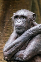 The chimpanzee also known as simply the chimp, is a species of great ape native to the forest and savannah of tropical Africa