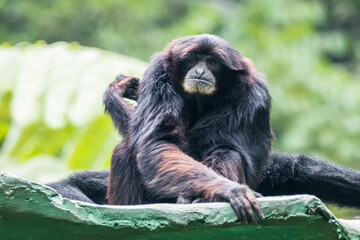 The siamang is an arboreal, black-furred gibbon native to the forests of Indonesia, Malaysia, and Thailand
