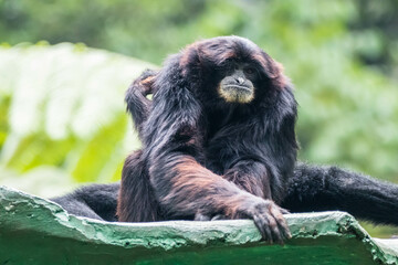 The siamang is an arboreal, black-furred gibbon native to the forests of Indonesia, Malaysia, and Thailand