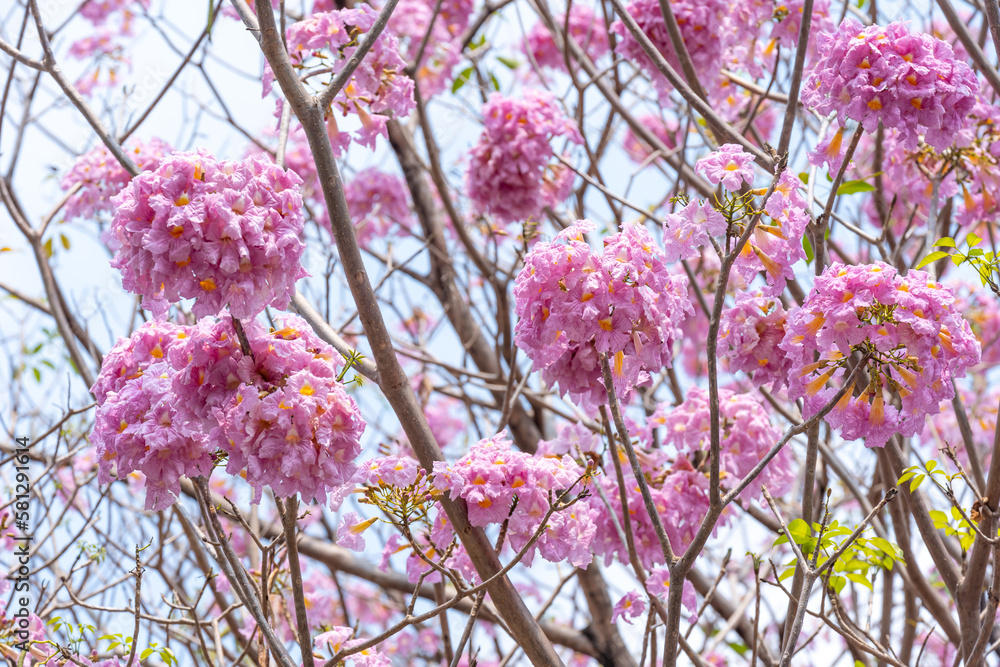 Wall mural Close up of Pink Trumpet (Tabebuia rosea) flower in bloom along the road in Chiang Mai, Thailand. Romantic background scene. Selective focus..