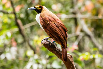 The birds-of-paradise are members of the family Paradisaeidae of the order Passeriformes. The...