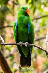 The eclectus parrot (Eclectus roratus) is a parrot that lives in the Solomon Islands, Sumba