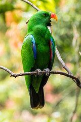 The eclectus parrot (Eclectus roratus) is a parrot that lives in the Solomon Islands, Sumba