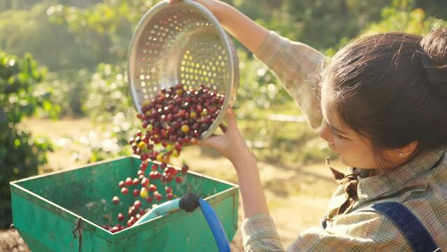 4K Asian woman worker removing Arabica coffee berries beans shell on shelling machine. Female farmer growing organic robusta and arabica coffee crop plant in natural field. Coffee industrial concept.