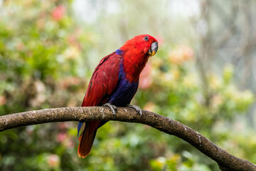 The eclectus parrot (Eclectus roratus) is a parrot that lives in the Solomon Islands, Sumba