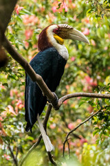 The knobbed hornbill (Rhyticeros cassidix), also known as Sulawesi wrinkled hornbill, is a colourful hornbill native to Indonesia