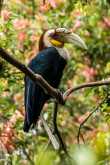 The knobbed hornbill (Rhyticeros cassidix), also known as Sulawesi wrinkled hornbill, is a colourful hornbill native to Indonesia
