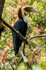 Fototapeta premium The knobbed hornbill (Rhyticeros cassidix), also known as Sulawesi wrinkled hornbill, is a colourful hornbill native to Indonesia
