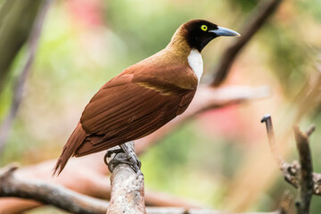The birds-of-paradise are members of the family Paradisaeidae of the order Passeriformes. The majority of species are found in eastern Indonesia