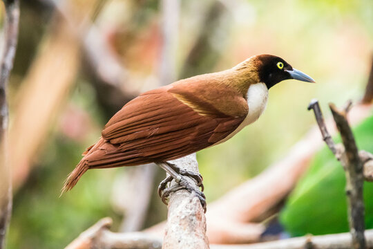 The birds-of-paradise are members of the family Paradisaeidae of the order Passeriformes. The majority of species are found in eastern Indonesia