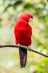 The eclectus parrot (Eclectus roratus) is a parrot that lives in the Solomon Islands, Sumba