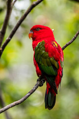 The eclectus parrot (Eclectus roratus) is a parrot that lives in the Solomon Islands, Sumba