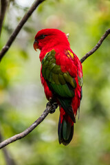 The eclectus parrot (Eclectus roratus) is a parrot that lives in the Solomon Islands, Sumba