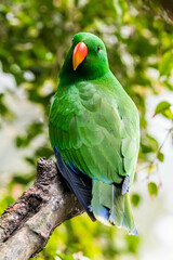 The eclectus parrot (Eclectus roratus) is a parrot that lives in the Solomon Islands, Sumba