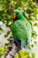 The eclectus parrot is endemic to rainforests from New Guinea to the Solomon Islands, and the tip of the Cape York Peninsula of Australia.