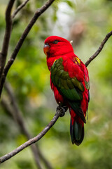 The eclectus parrot (Eclectus roratus) is a parrot that lives in the Solomon Islands, Sumba