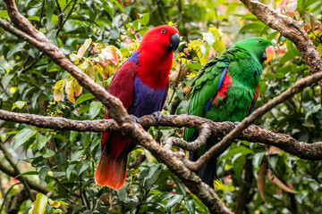 The eclectus parrot (Eclectus roratus) is a parrot that lives in the Solomon Islands, Sumba