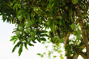 A lot of green mangoes on the tree - Powered by Adobe