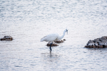The small white heron or Little egret stands in the lake