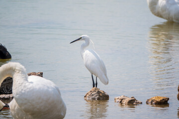 The small white heron or Little egret stands in the lake