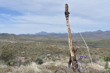 Cholla Wood and View of Superstition Mountains from Picketpost Trail