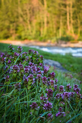 Purple deadnettle plants in Ohiopyle State Park, Pennsylvania