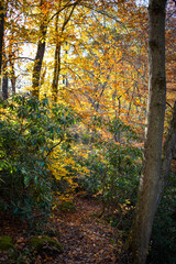 Trail at Cucumber Falls, Ohiopyle, Pennsylvania