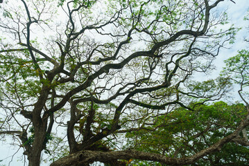 Many tree branches with green leaves against the sky