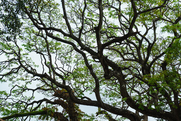 Tree trunks and branches with green leaves