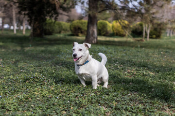 Naklejka na ściany i meble White dog breed Jack Russell Terrier outdoors on the background of nature