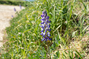 purple lupine