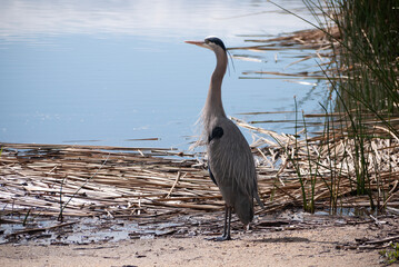 great blue heron