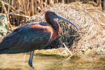 The glossy ibis, latin name Plegadis falcinellus, searching for food in the shallow lagoon.
