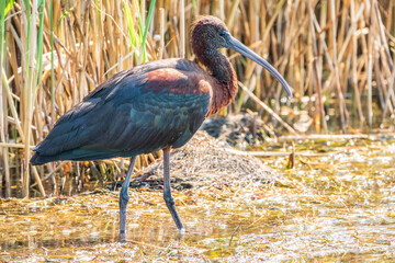 The glossy ibis, latin name Plegadis falcinellus, searching for food in the shallow lagoon.
