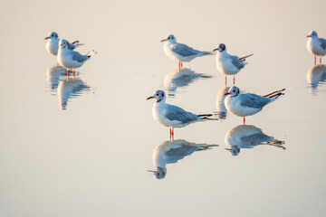 Flock of Seagulls, The European herring gull, swims on the calm lake shore in sunset