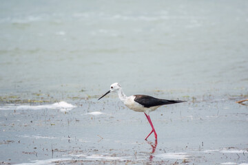 Cute water bird. Black winged Stilt feeding in the lake. Black winged Stilt, or or pied stilt,...