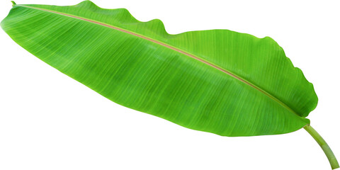banana leaf for design