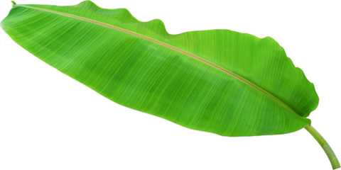 banana leaf for design
