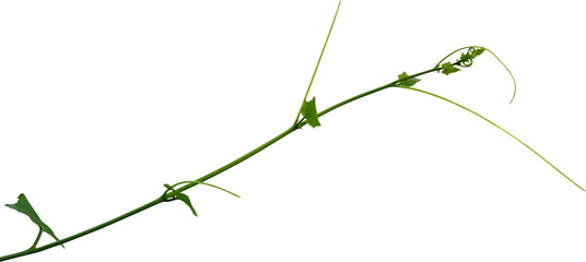 Vine plant, green leaves