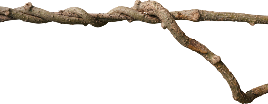 Twisted dried Liana jungle vine.