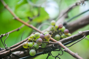Grapes in the garden