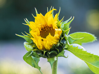 Naklejka premium Close-up on the head of sunflower blooming, textures of stamens