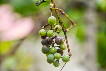 Grapes in the garden